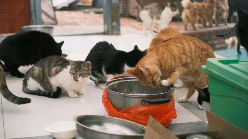 feed the cats program pdf
