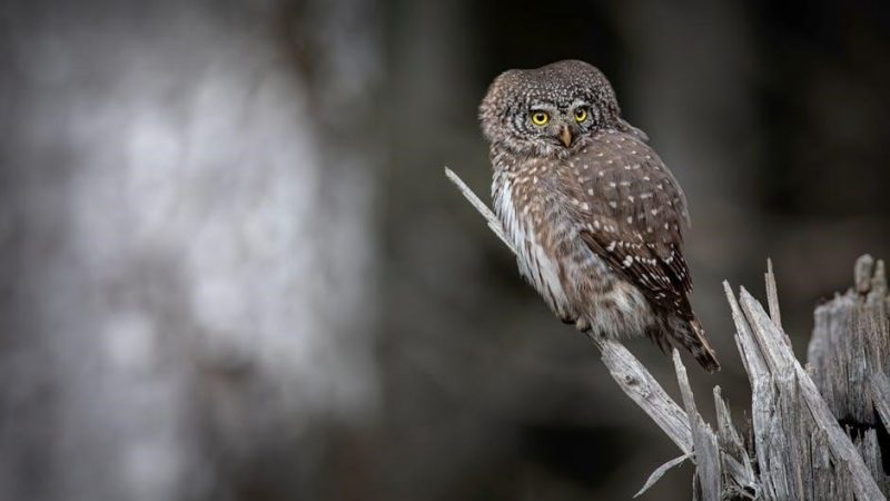the owl and the pussycat pdf
