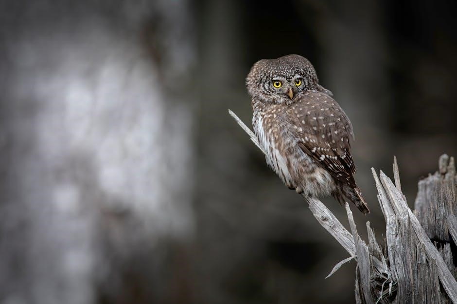 the owl and the pussycat pdf