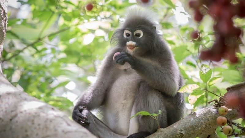 taste of the wild feeding guide